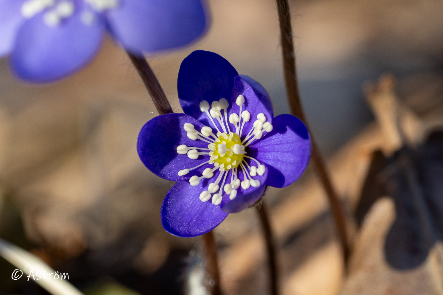 Länk till bilder från en promenad i geografin 19 mars 2026.