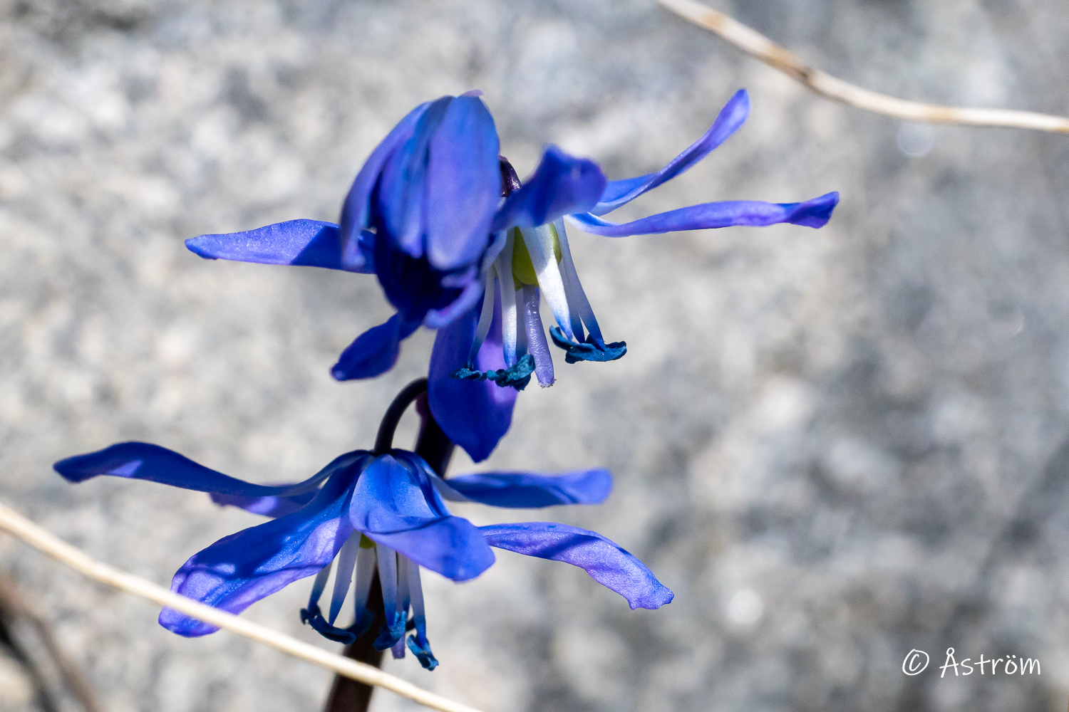 Länk till bilder från ägorna på G4 1 april 2026.