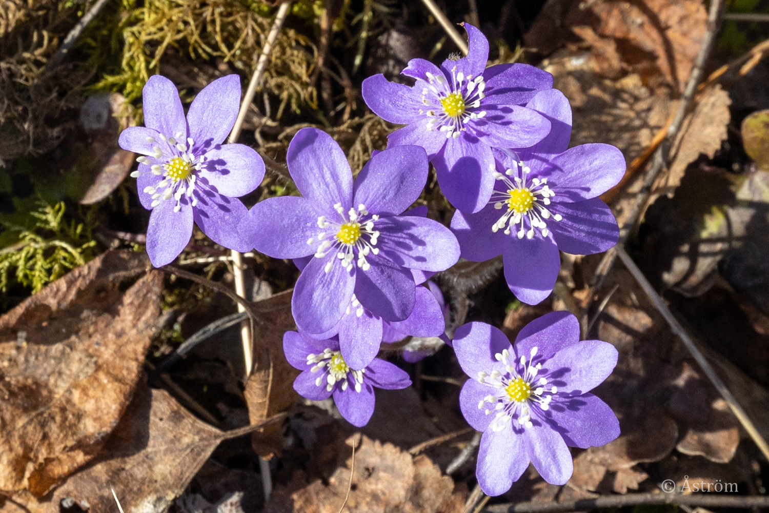 Länk till sida med bilder från Frövi 15 april 2023.