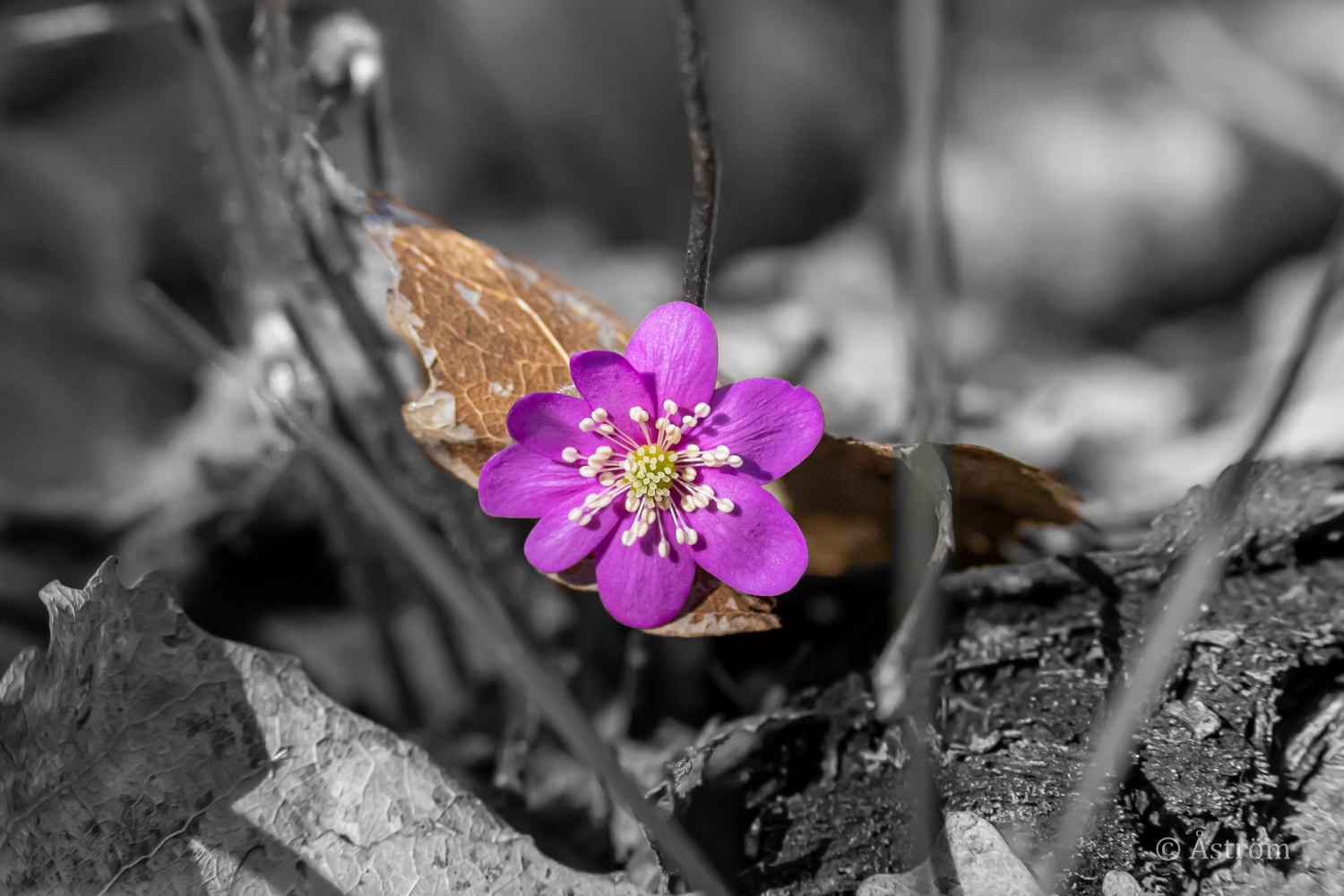 Länk till sida med bilder från promenad i Liaskogen 16 april 2023.