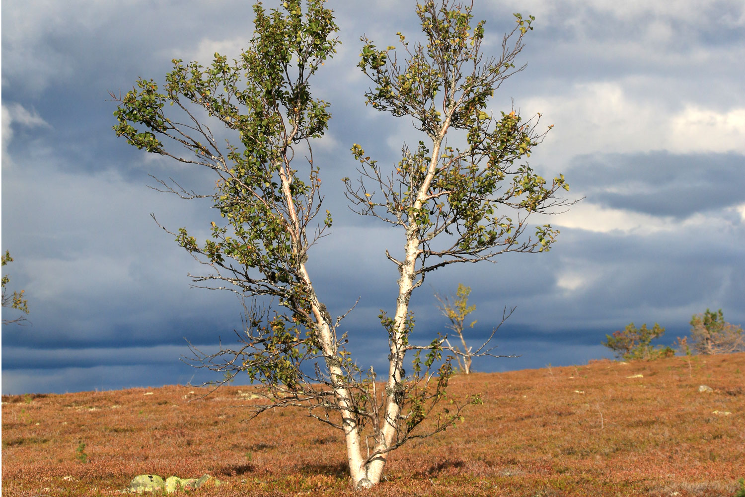 Länk till bildspel med bilder från Sälen 4-7 september 2018.